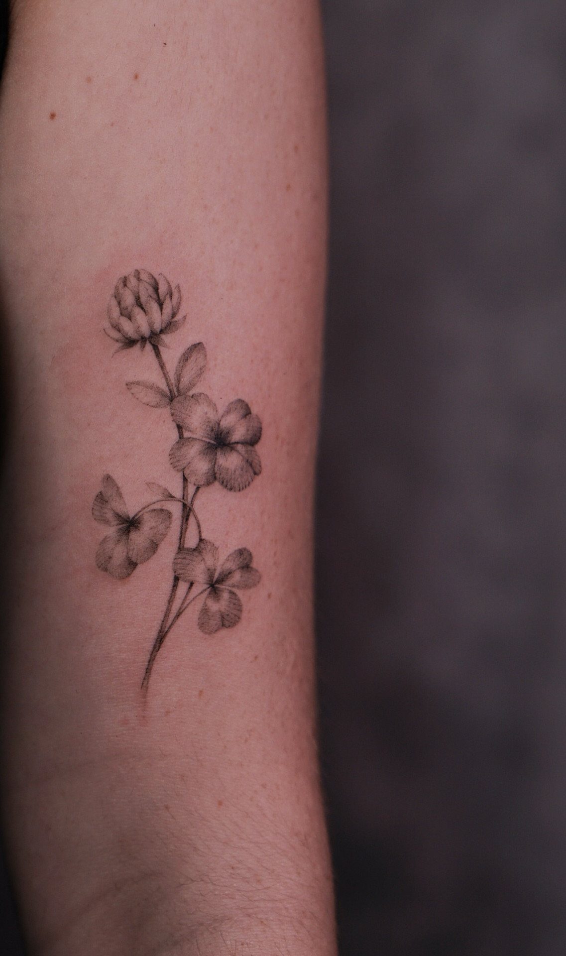 Clover stem tattoo with leaves and flower head on a person's arm.